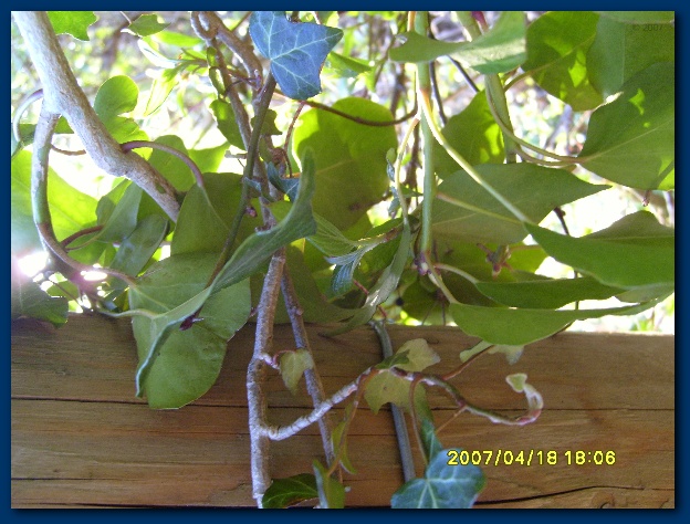 600x449 pixels (142K)